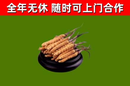 奉新县回收冬虫夏草