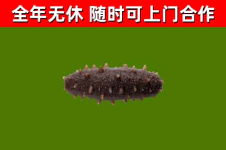 奉新县回收海参干